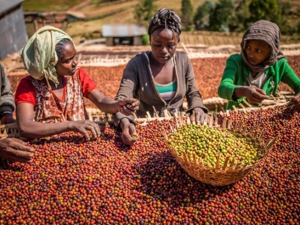 Djimmah Coffee: The Depth of Ethiopian Richness
