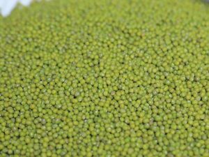 Green Mung Bean