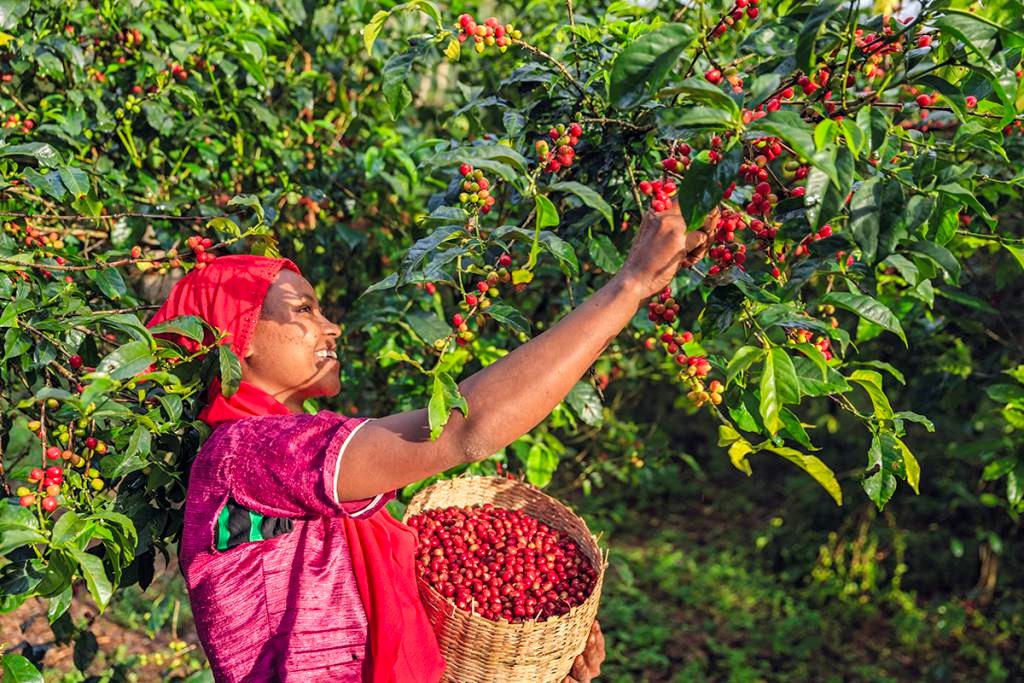 Tepi Coffee: A Hidden Ethiopian Treasure