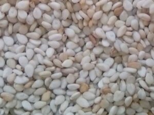 Wollega Sesame Seeds
